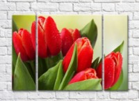 Pictură Rainbow Green leaves and large flowers of red tulips with dew (500313)