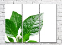 Pictură Rainbow Green leaves with dew drops (500315)