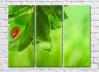 Pictură Rainbow Green plant leaves and ladybug (500314)