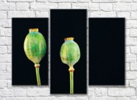 Pictură Rainbow Green poppy pods on black background (500316)