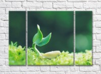 Pictură Rainbow Green sprout on an emerald background (500319)