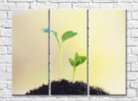 Pictură Rainbow Green sprouts emerging from the soil (500317)