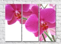 Pictură Rainbow Huge purple orchid flowers (500471)