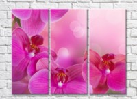Pictură Rainbow Huge purple orchid flowers on a pink background (500473)