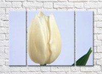Pictură Rainbow Huge white tulip flower (500475)