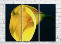 Pictură Rainbow Huge yellow calla lily flower on a black background (500479)