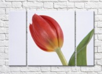 Pictură Rainbow Indoor red tulip flower (500302)