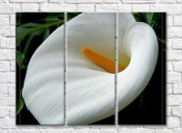 Картина Rainbow Large Bella Calla Flower (500405)