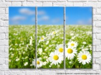 Картина Rainbow Large chamomile flowers against a flower field (500397)
