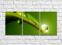 Pictură Rainbow Large dew drop on a leaf of a plant (500369)