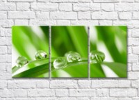 Картина Rainbow Large drops of dew on a background of green plant leaves (500372)
