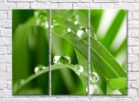 Pictură Rainbow Large drops of dew on green grass (500371)