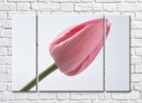 Картина Rainbow Large flower of a pink tulip (500418)