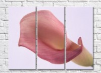 Pictură Rainbow Large flower of lilac calla lily (500411)