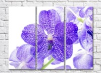 Картина Rainbow Large flower of lilac spotted orchid (500420)