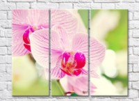 Картина Rainbow Large flowers of a pink orchid with a purple core (500392)