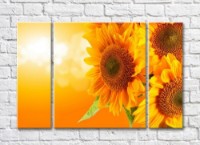 Pictură Rainbow Large flowers of a sunflower on an orange background (500389)