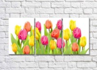 Pictură Rainbow Large flowers of multicolored tulips on a white background (500390)