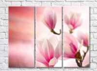 Pictură Rainbow Large flowers of pink magnolias (500393)