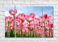 Картина Rainbow Large flowers of pink tulips on a sky background (500396)
