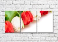 Pictură Rainbow Large flowers of red and white tulips (500385)
