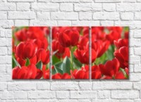 Pictură Rainbow Large flowers of red tulips (500386)