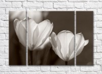 Картина Rainbow Large flowers of tulips monochrome photo (500399)