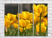 Pictură Rainbow Large flowers of yellow tulips (500400)