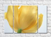 Pictură Rainbow Large lush flower of yellow tulip (500403)