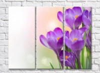 Pictură Rainbow Large purple crocus flowers on a beige background (500381)