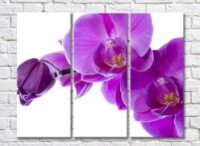 Pictură Rainbow Large purple orchid flowers and buds (500384)