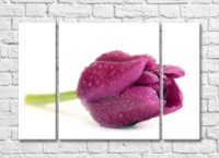 Картина Rainbow Large purple tulip flower (500423)