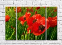 Pictură Rainbow Large red flowers against the background of a poppy field (500376)