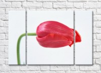 Pictură Rainbow Large red tulip flower (500409)