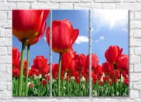 Pictură Rainbow Large red tulip flowers (500375)