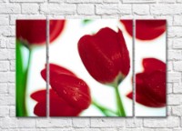Pictură Rainbow Large red tulip flowers on a white background (500374)