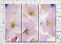 Pictură Rainbow Large sakura flowers with stamens (500398)