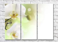 Pictură Rainbow Large white orchid flowers and bud (500382)