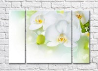 Pictură Rainbow Large white orchid flowers and green buds (500383)