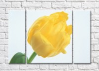 Pictură Rainbow Large yellow tulip flower (500408)