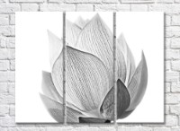 Pictură Rainbow Monochrome lotus flower on white background (500452)