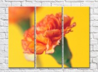 Pictură Rainbow Orange carnation on yellow background (500482)