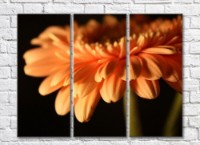 Pictură Rainbow Orange gerbera on a black background (500483)