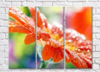 Pictură Rainbow Orange Gerbera Petals with Dew Drops (500489)