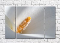 Pictură Rainbow Orange heart of white calla flower (500485)