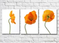 Pictură Rainbow Orange poppies on white background (500493)