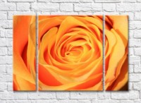 Картина Rainbow Orange Rose Petals (500430)