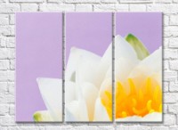 Картина Rainbow Orange water lily core and white petals (500484)