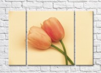 Pictură Rainbow Peach tulips on a beige background (500508)