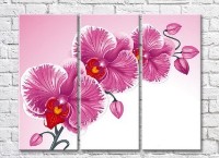 Картина Rainbow Pink orchid on a pink background (3448907)